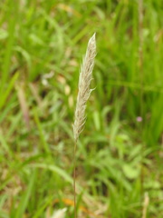 Poaceae