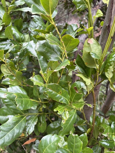 Tilo (Ocotea foetens)