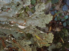 Pseudocyphellaria chloroleuca