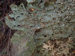 Pseudocyphellaria chloroleuca