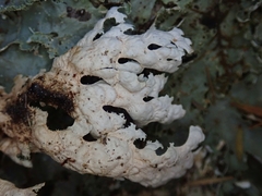 Pseudocyphellaria chloroleuca