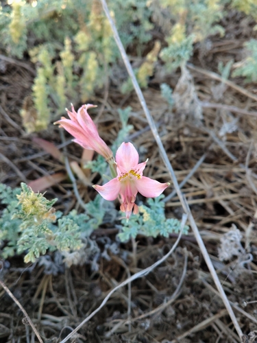 Alstroemeria hookeri
