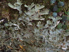 Pseudocyphellaria chloroleuca