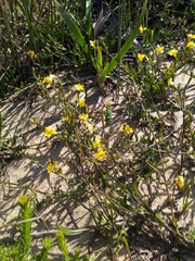 Goodenia dimorpha