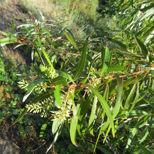 Salix mucronata subsp. woodii image