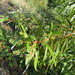 Salix mucronata - Photo (c) Phil White, algunos derechos reservados (CC BY-NC), subido por Phil White