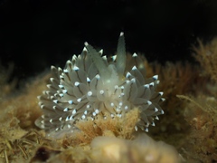 Antiopella cristata