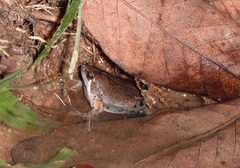Hypopachus