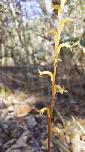 gray ladies'-tresses (Mesadenus lucayanus)