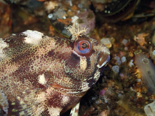Tompot Blenny, Zeeuwse meren, 158_13_400, NL, photo 8 of 10
