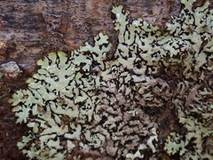 Menegazzia eperforata