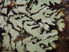 Menegazzia eperforata