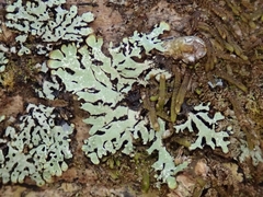 Menegazzia eperforata