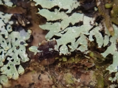 Menegazzia eperforata