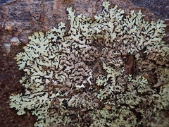 Menegazzia eperforata