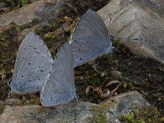 Lycaenopsina