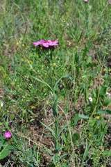 Dianthus membranaceus