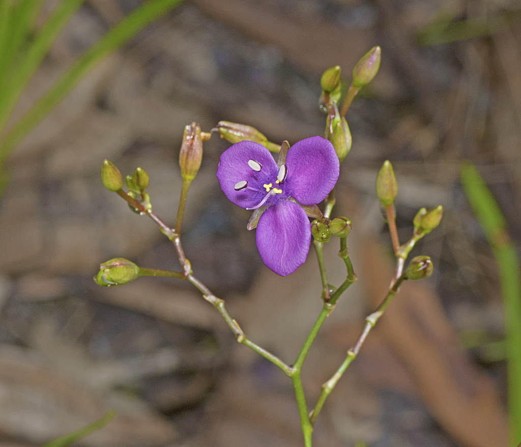 Grass Lily from Elimbah QLD 4516, Australia on February 15, 2020 at 10: ...