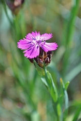 Dianthus membranaceus