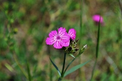 Dianthus membranaceus