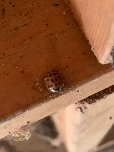 Asian Lady Beetle
