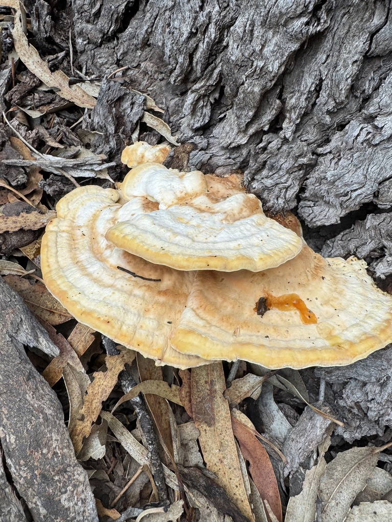 Laetiporus gilbertsonii · November 2025 · photo: © calzones (iNaturalist, cc-by)