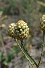 Centaurea orientalis