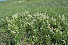 Clematis lathyrifolia