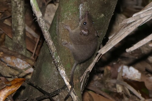 Subtropical Antechinus