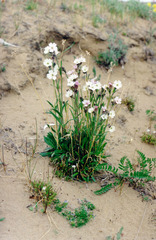 Silene taimyrensis