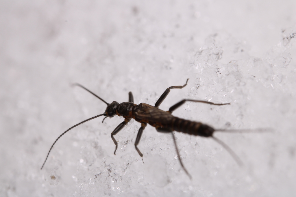 Shortwing Snowfly