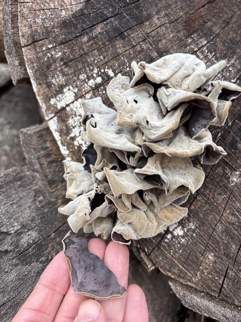 Auricularia polytricha · February 2026 · photo: © sambiology (iNaturalist, cc-by)