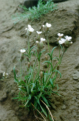 Silene taimyrensis
