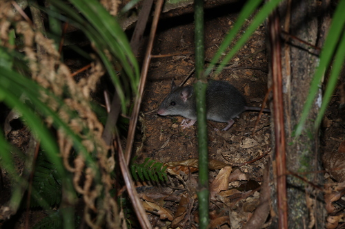 Fawn-footed Melomys
