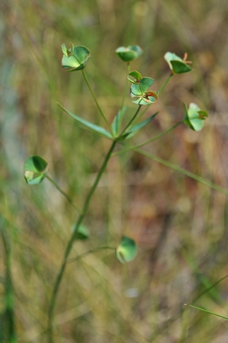 Euphorbia leptocaula