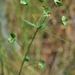 Euphorbia leptocaula - Photo (c) Dima Vladimirov, some rights reserved (CC BY-NC), uploaded by Dima Vladimirov