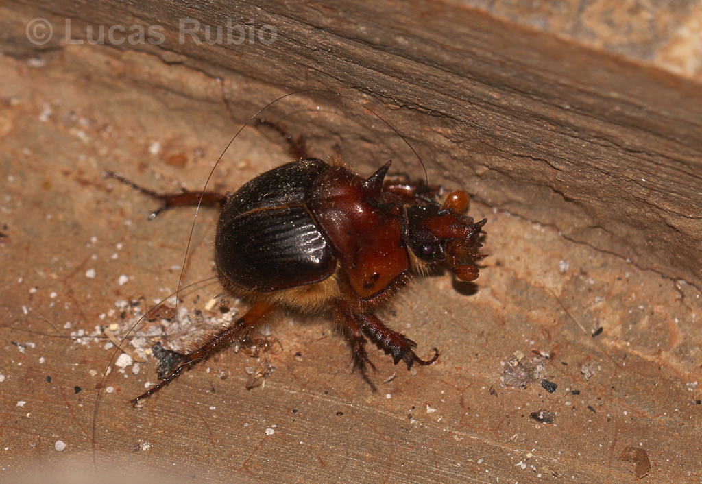 Athyreus bifurcatus