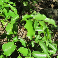 Monanthotaxis caffra