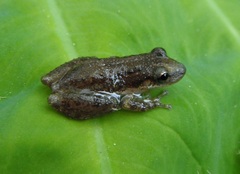 Scinax staufferi