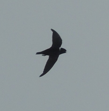 White-collared Swift (Streptoprocne zonaris), photo 4