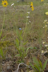 Silene taimyrensis