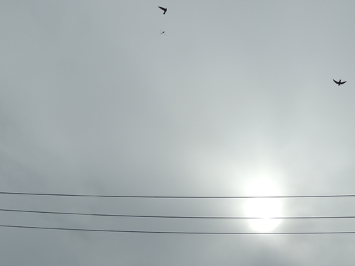 White-collared Swift (Streptoprocne zonaris), photo 5