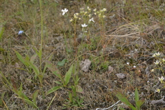 Silene taimyrensis