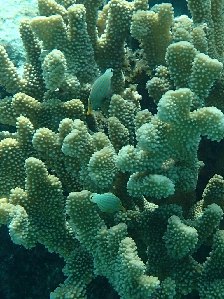 Japanese File Fish Longnose Filefish from Keramashoto National Park, 109 Zamami, Shimajiri ...