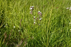 Silene taimyrensis