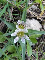 Colchicum palaestinum