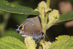 Electrostrymon angelia