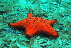 Anthaster valvulatus