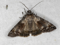 Dysbatus stenodesma