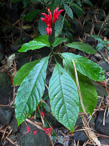 Pachystachys spicata, photograph 5